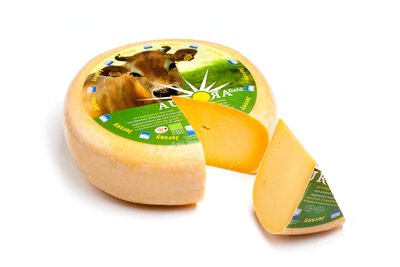 Gold Gouda Jersey